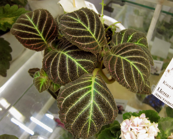 пирсия-hypocyrtiflora.jpg