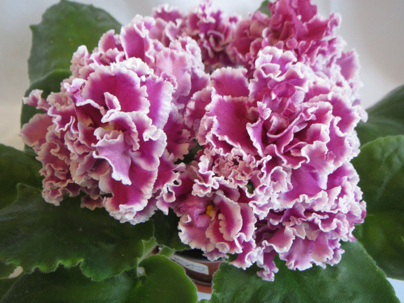 ПТ-Катерина.jpg