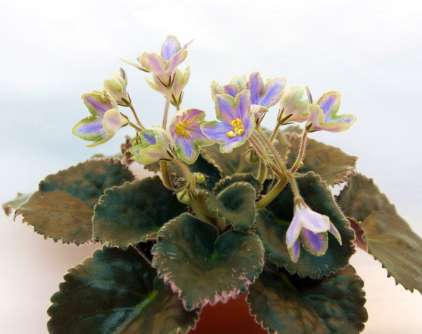 ЛЕ-Сапфира.jpg