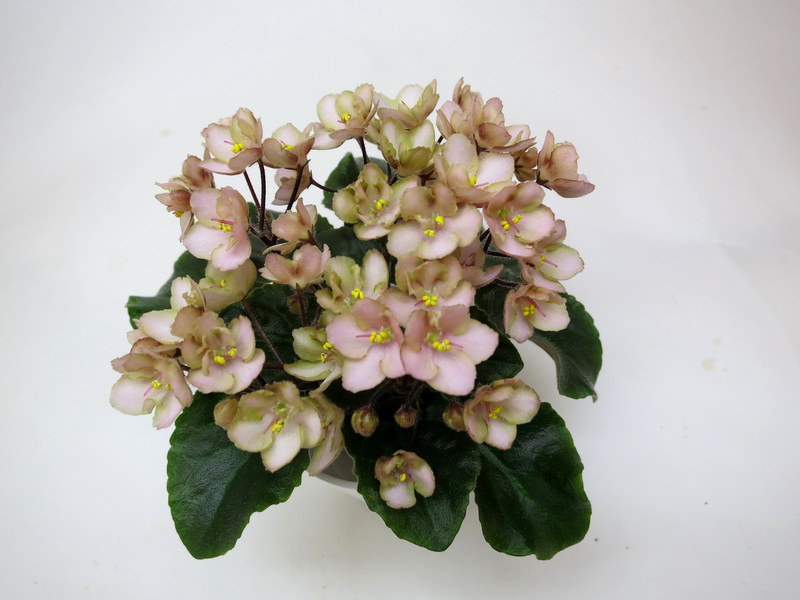 Emerald Pink.JPG