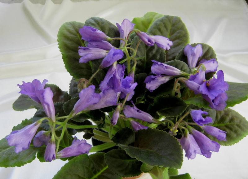 Senk's Big Bells.JPG