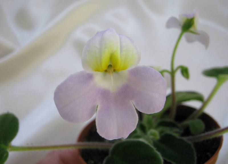 petrocosmea formosa.JPG