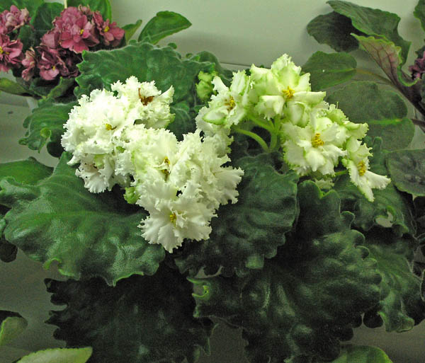 Irish Laughter (LLG/D. Herringsh) из коллекции О. Артёмовой.