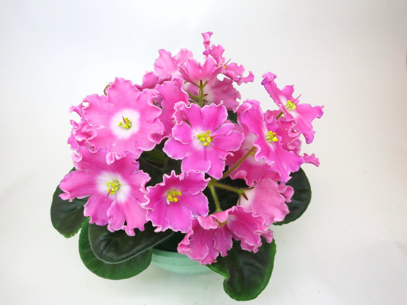 DS-Сияющий Колокольчик pink.JPG