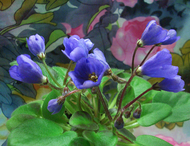 CIMG0282.JPG