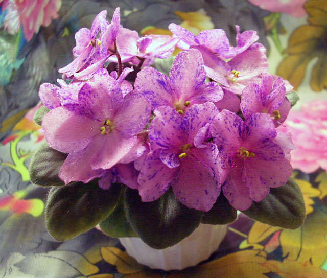 CIMG0307.JPG