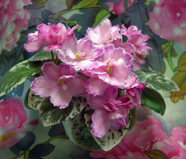 CIMG0359.JPG