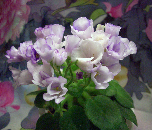 CIMG0344.JPG