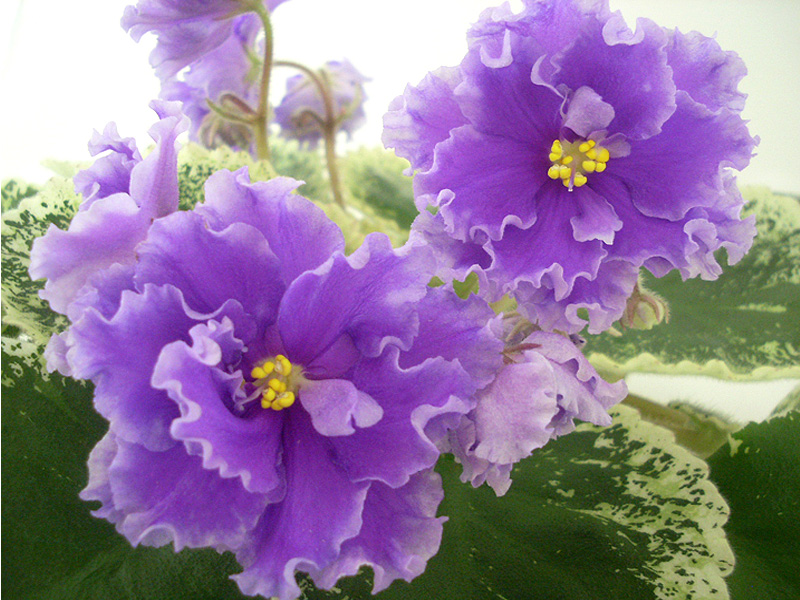 ЛЕ-Грёзы Султана.jpg