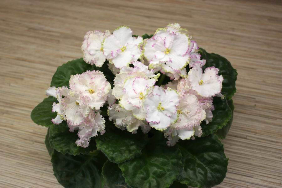 ЛЕ-Энигма.jpg