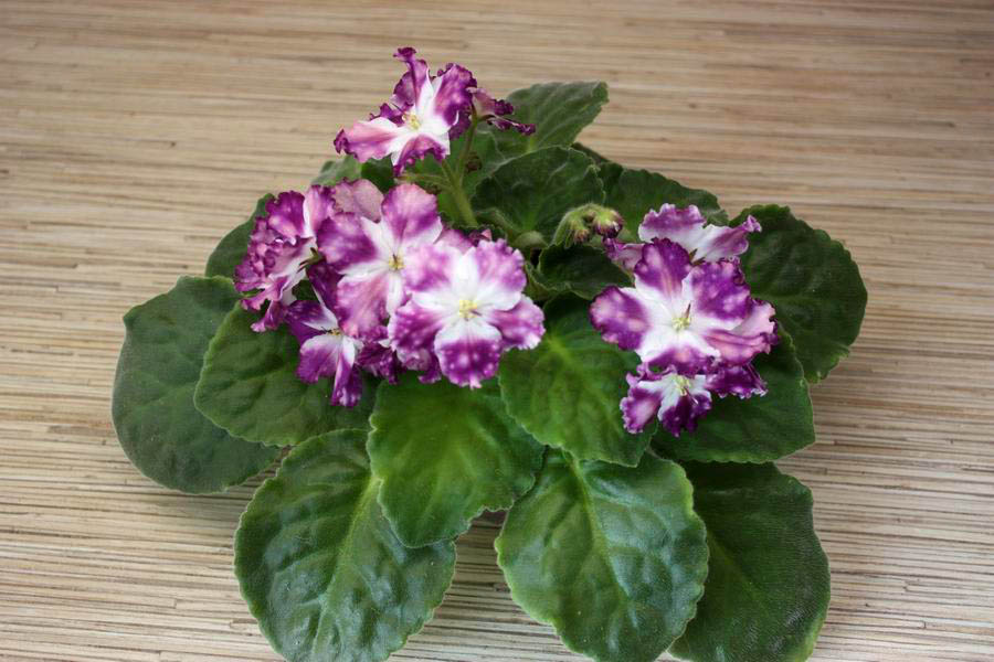АЕ-Егорка-Молодец.jpg