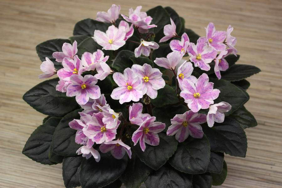 Nes`s Spring Blush.jpg