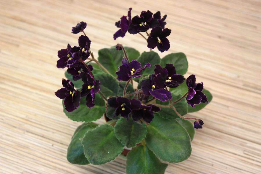 Mac`s Black Pearl.jpg