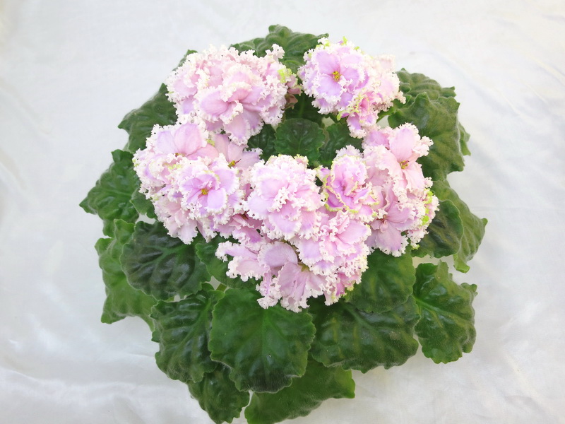 Зима Улыбается (Макуни), колл. Е.Плессер.JPG