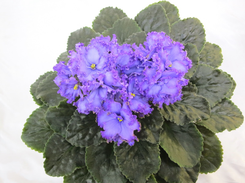 Синяя Птица (Т.Дадоян), колл. М.Тюрина.JPG