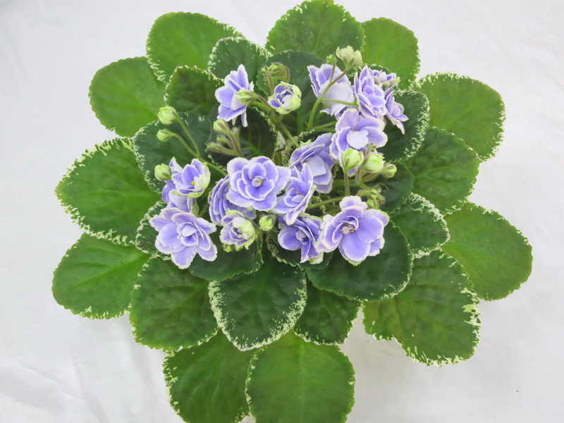 Buckeye Seductress (P.Hancock), колл. М.Нестерова.JPG