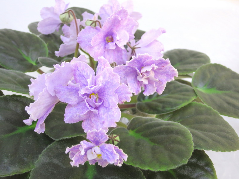 Lilac Fanfare (LLG), колл. И.Данилина.JPG