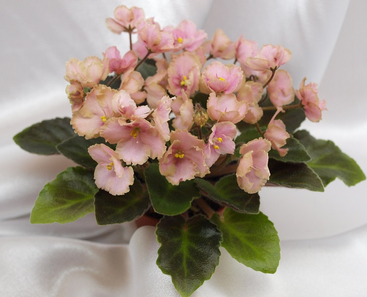 Rob's Antique Rose.jpg