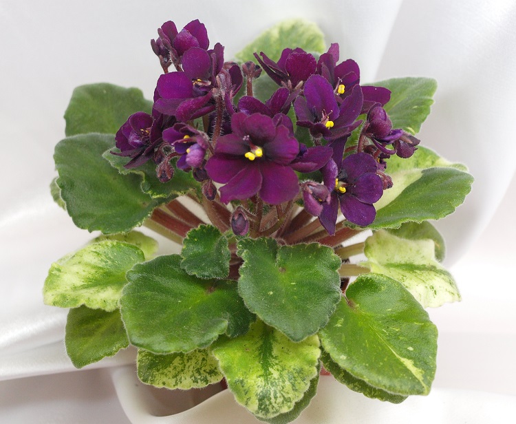 Celina Dark Velvet.jpg