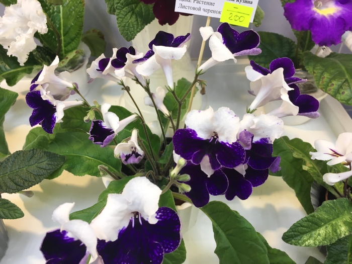 Harlequin Sapphire (Dibley)
