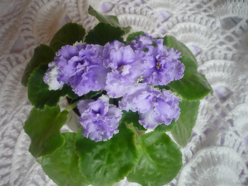 ЕК Наут ос09 полн.JPG