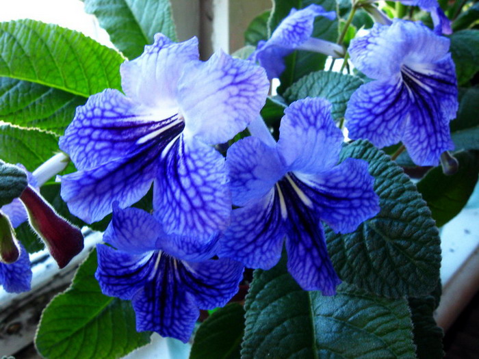 Blue NetworkN.jpg