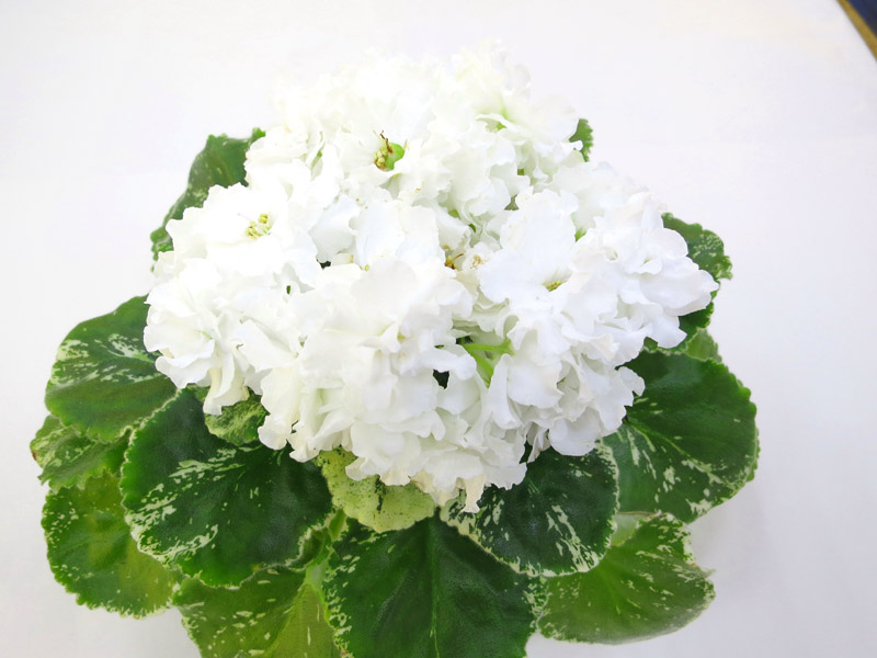 ЛЕ-Белая Камелия (Е.Лебецкая), колл. М.Тюрина.JPG