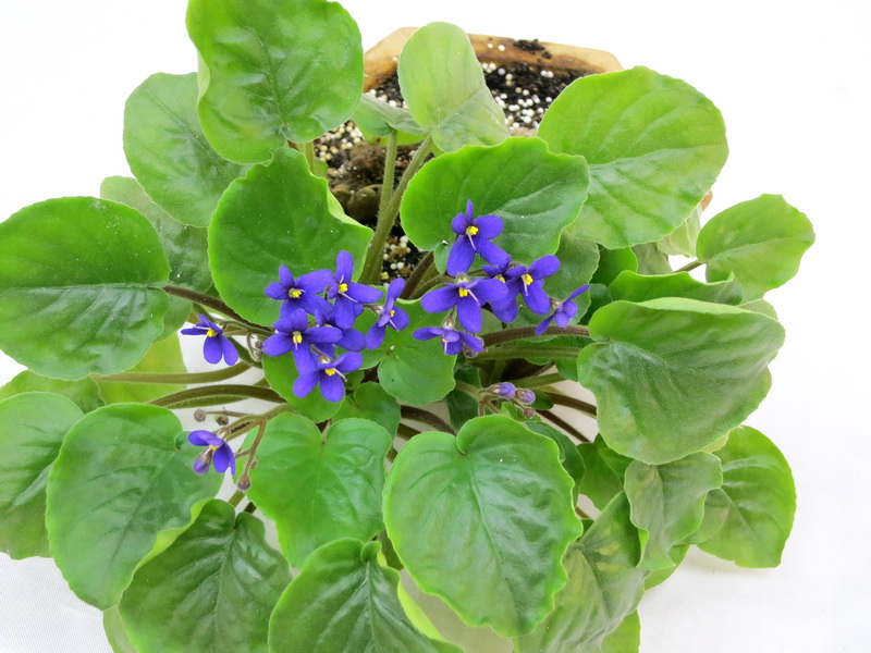 Saintpaulia orbicularis, колл. И.Щедрина.JPG