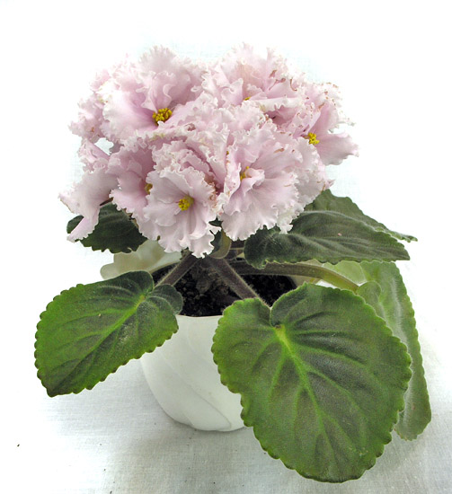 Любовь Орлова.