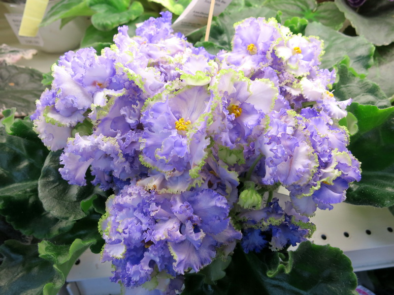 Хохлова Ален-Electric Blue.JPG