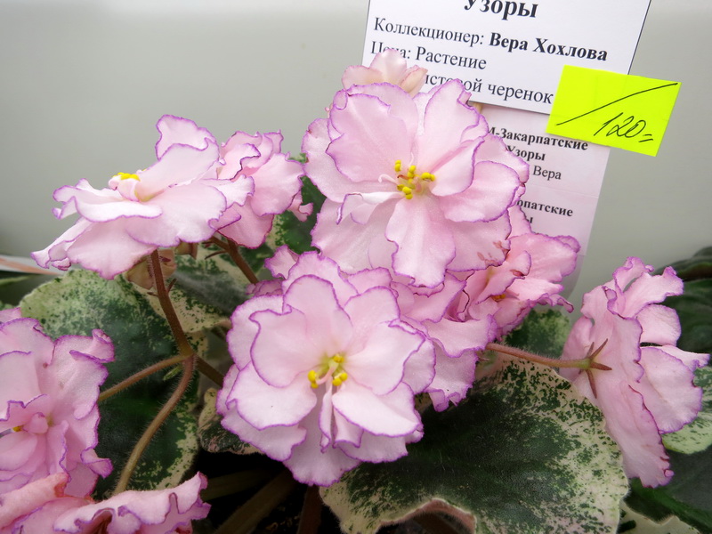 Хохлова СМ-Закарпатские Узоры.JPG