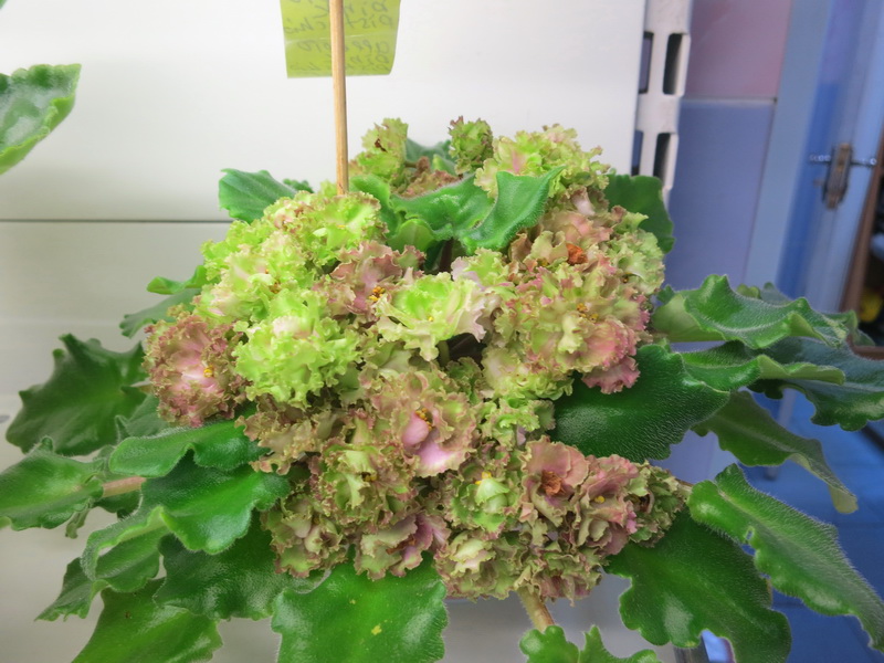 Данилина Allegro Pink Pistachio.JPG