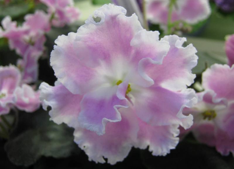 Ивашкина ЕК-Надежда.JPG