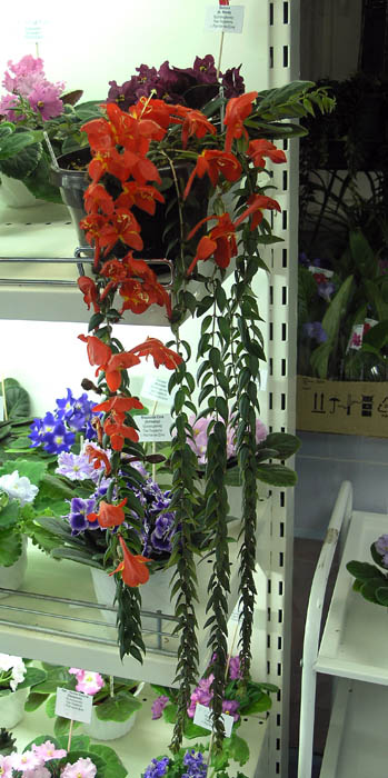 1 место – колумнея Arguta, колл. Л. Пак
