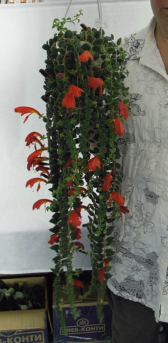 2 место – колумнея Gloriosa, колл. В. Киселёва