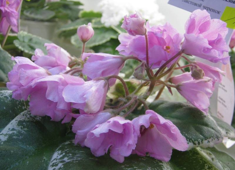 Хохлова ЛЕ-Лейла.JPG