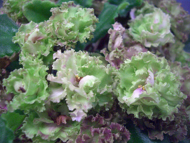 Allegro Pink Pistachio.JPG