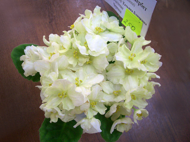 Лимонный Шербет (колл.Т.Блинкина).JPG