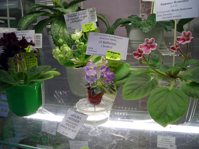 CIMG0611.JPG
