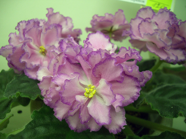 ЛЕ-Розовые Сны (колл.Т.Кузина).JPG