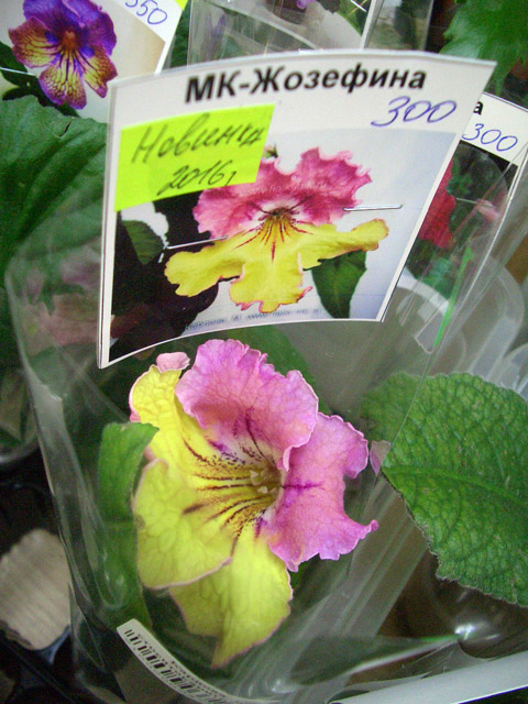 CIMG0577.JPG