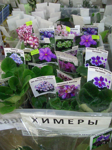 CIMG0573.JPG