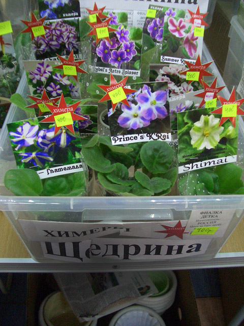 CIMG0570.JPG
