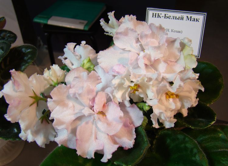 DSC07011.JPG