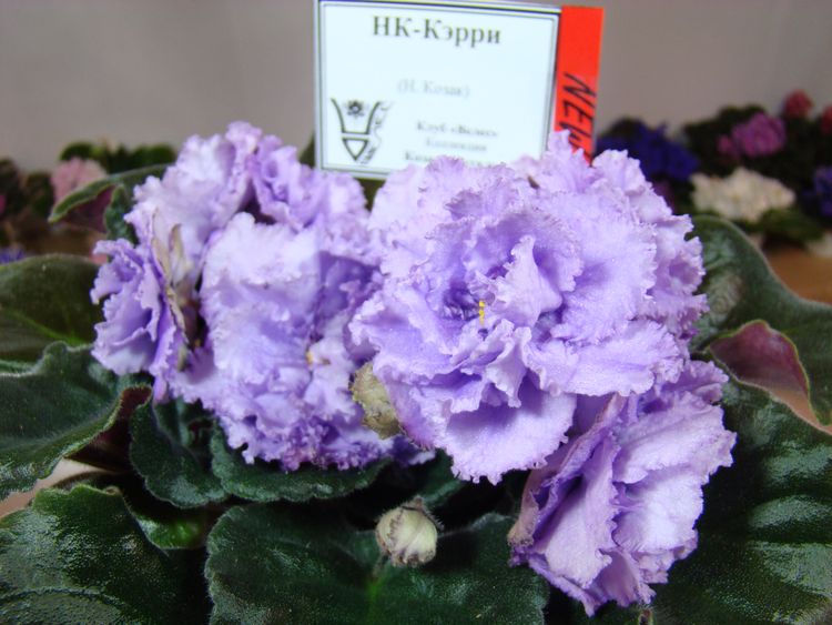 DSC07022.JPG