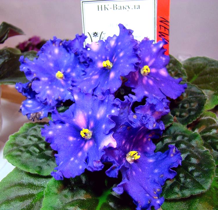 DSC07023.JPG