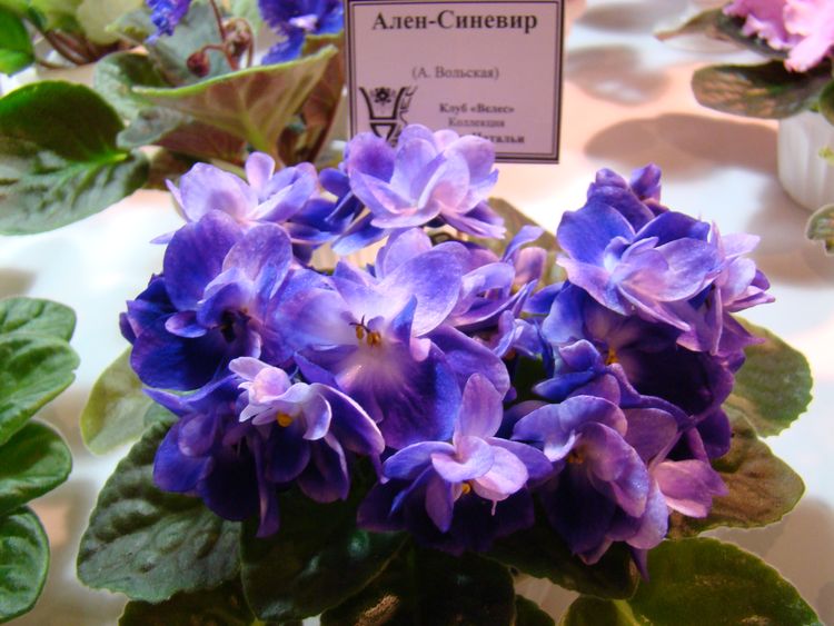 DSC07024.JPG