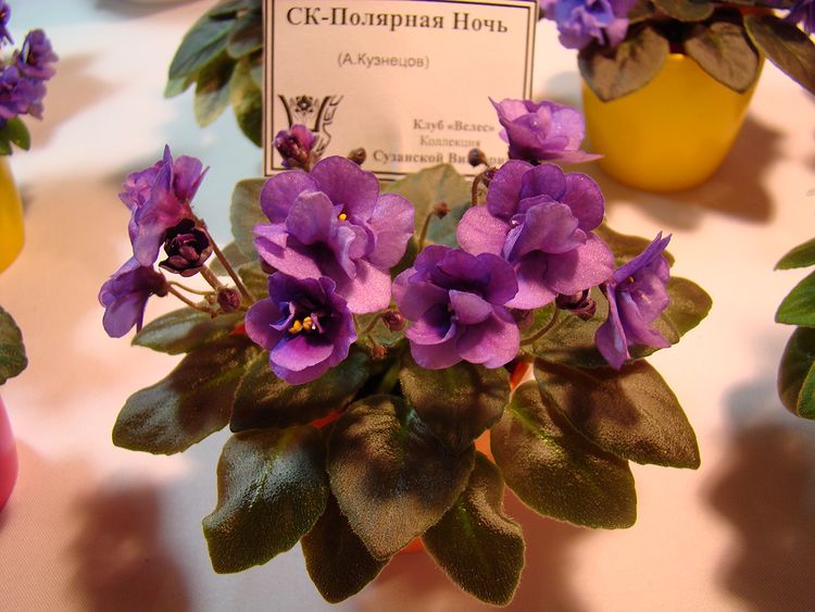 DSC07033.JPG