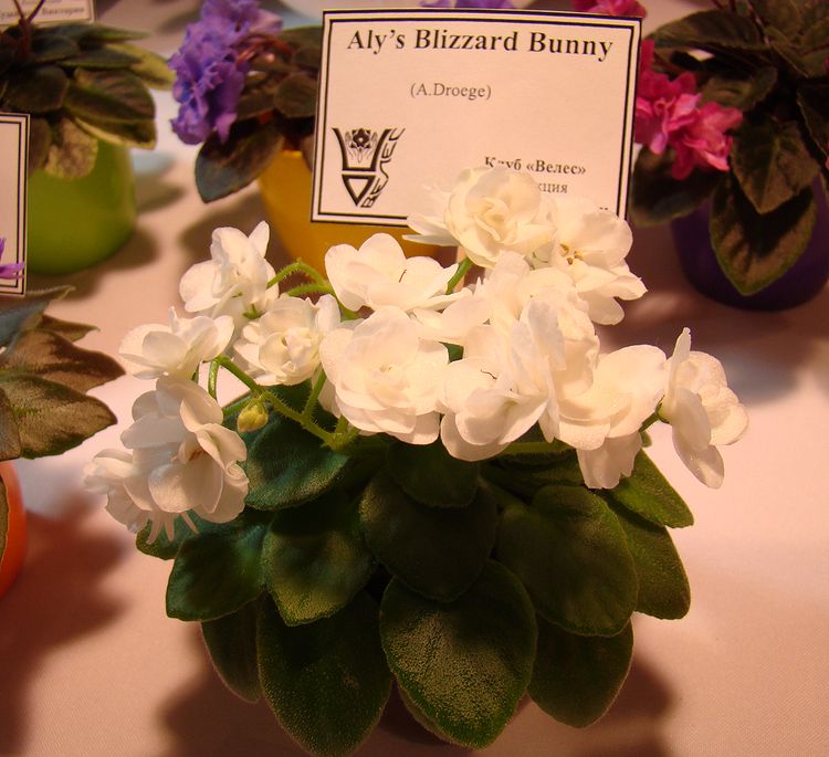 DSC07034.JPG