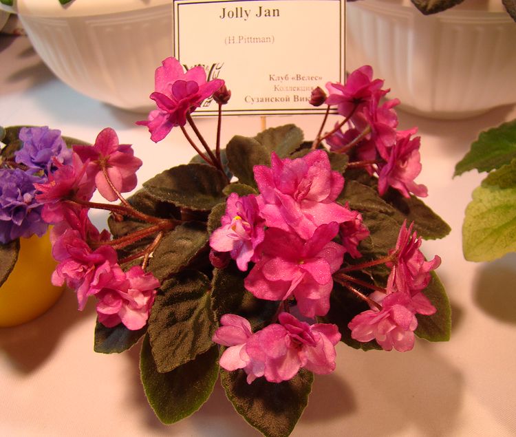 DSC07035.JPG